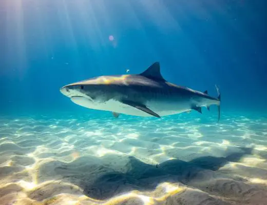 black shark underwater photo