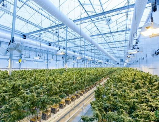 How Australia’s Cannabis Industry Is Opening Doors for Young Entrepreneurs