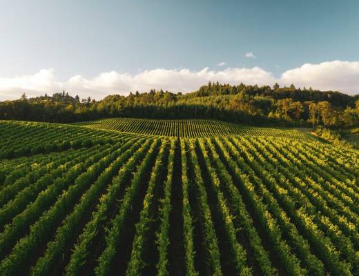 India Mandates Scientific Approval for Biostimulant Sales