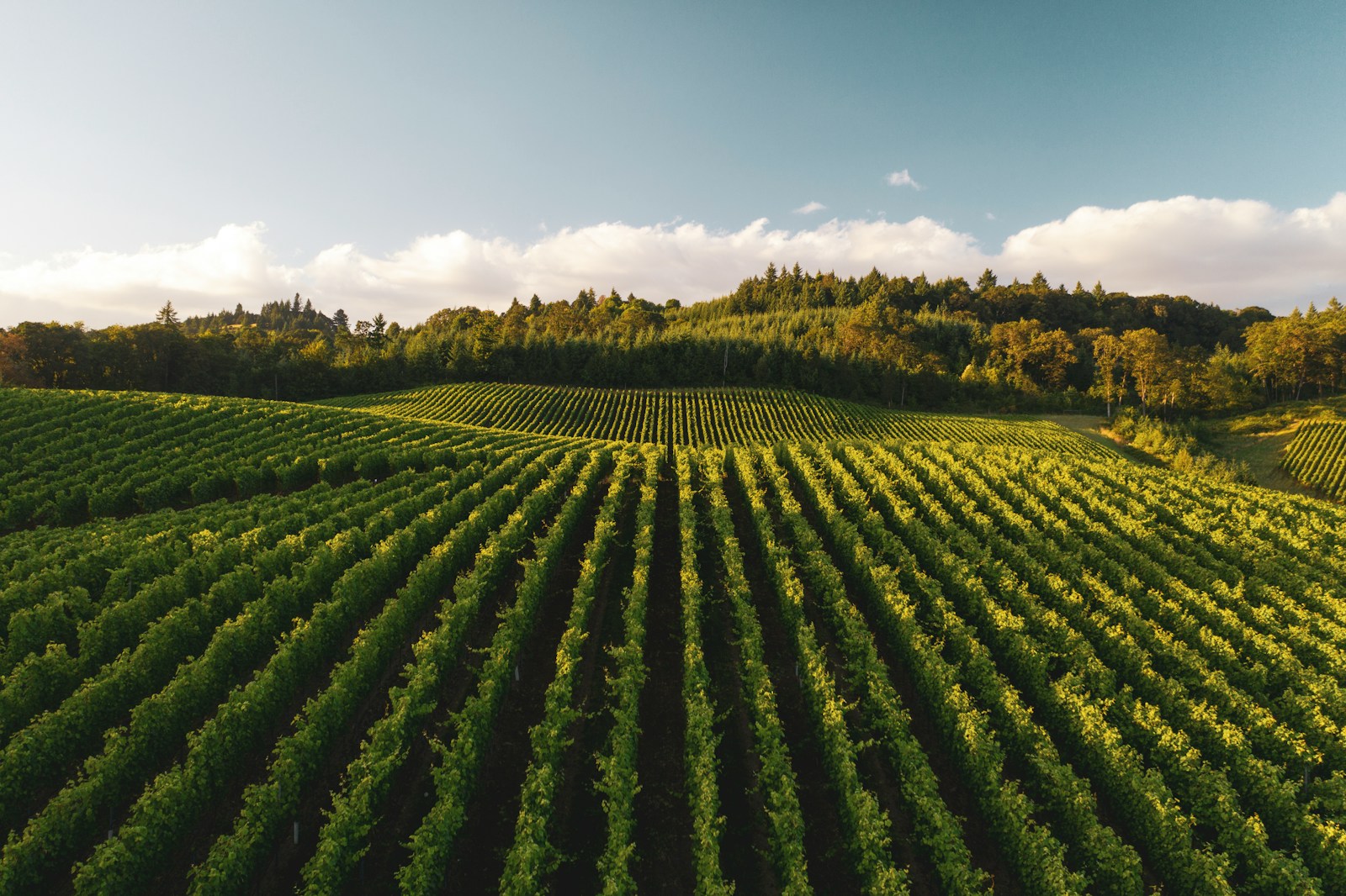 India Mandates Scientific Approval for Biostimulant Sales