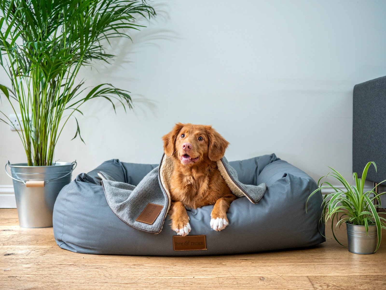 The Smart Pet Tag Everyone is Talking About… Here’s the Crumb Story