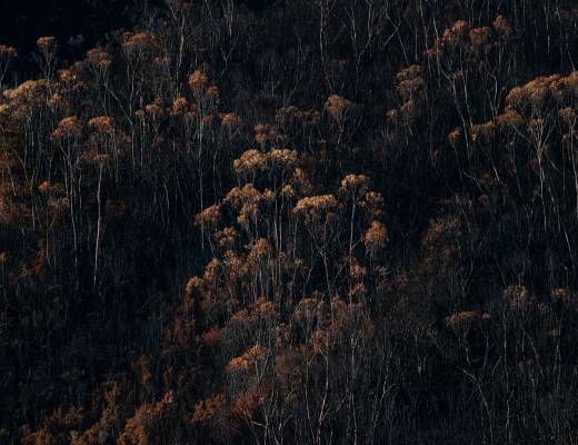 Wildfires Damage Agriculture and Tourism Industries