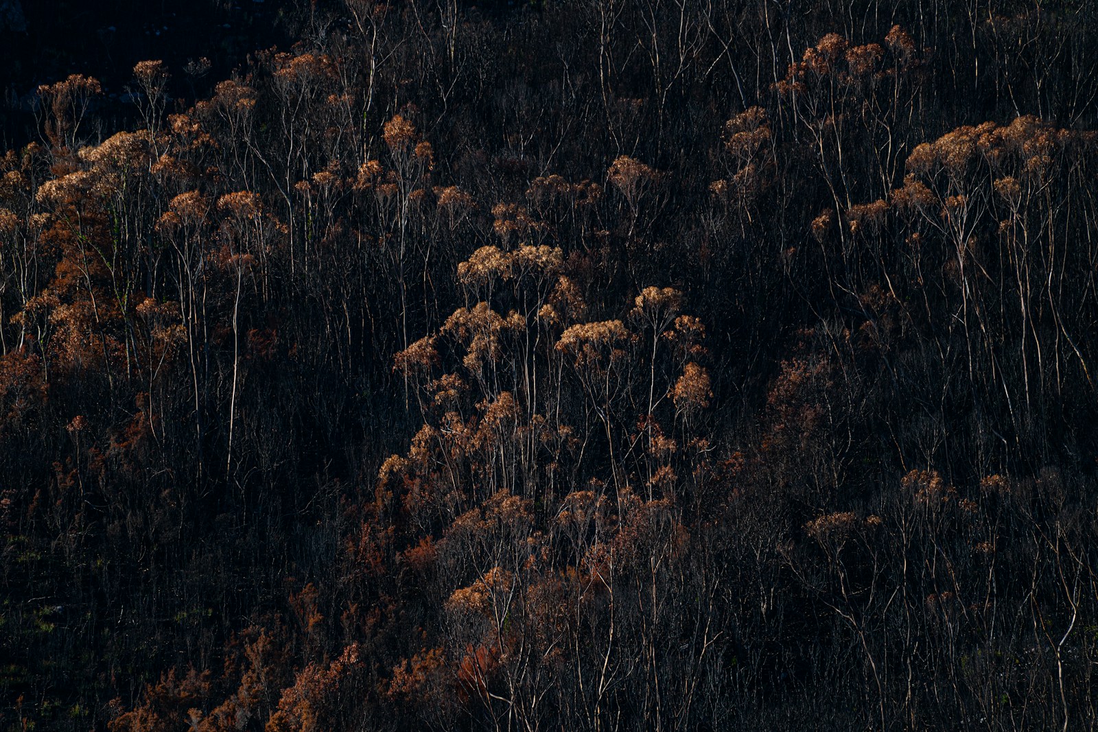 Wildfires Damage Agriculture and Tourism Industries