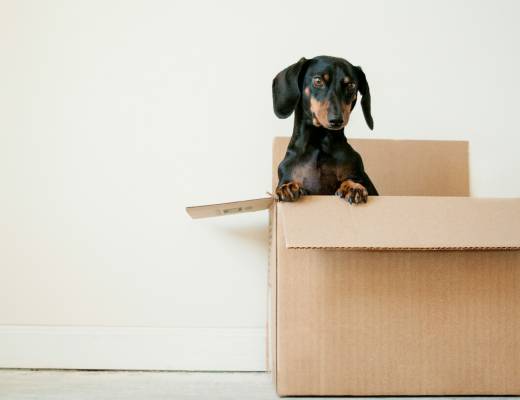 Pet Store Industry