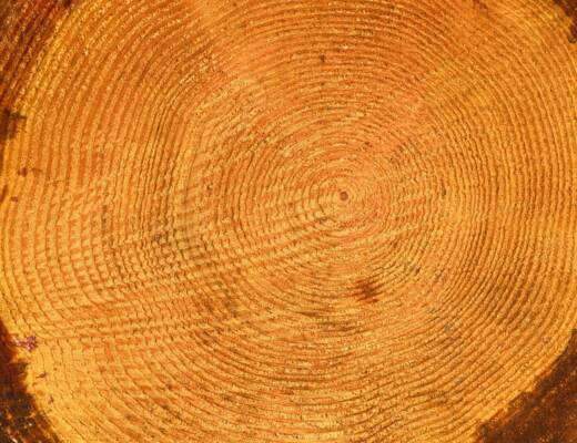 A close up of a tree stump with a circular pattern; Growth Loop