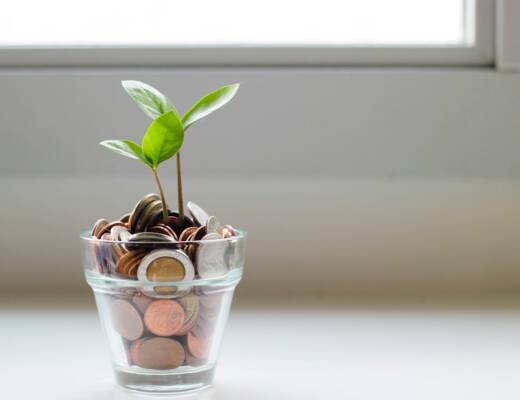 green plant in clear glass cup; fundraising myths founders believe